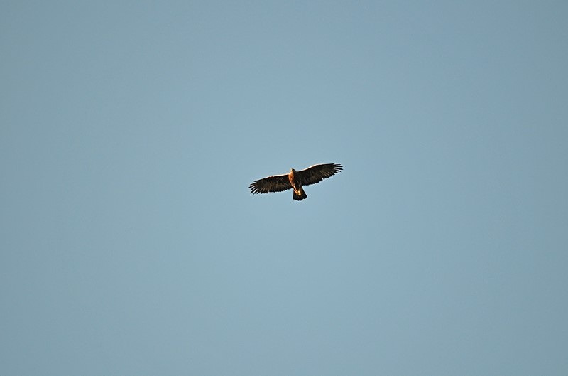 Golden Eagle - Birds of prey