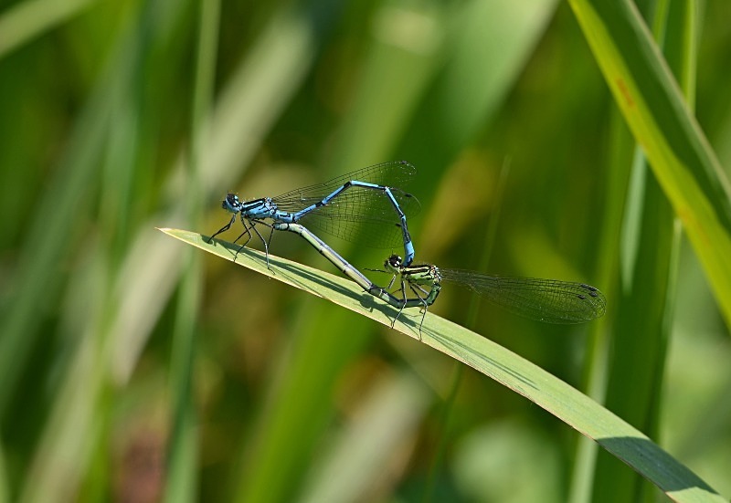 Common Blue Damselflies - Dragonflies and damselflies