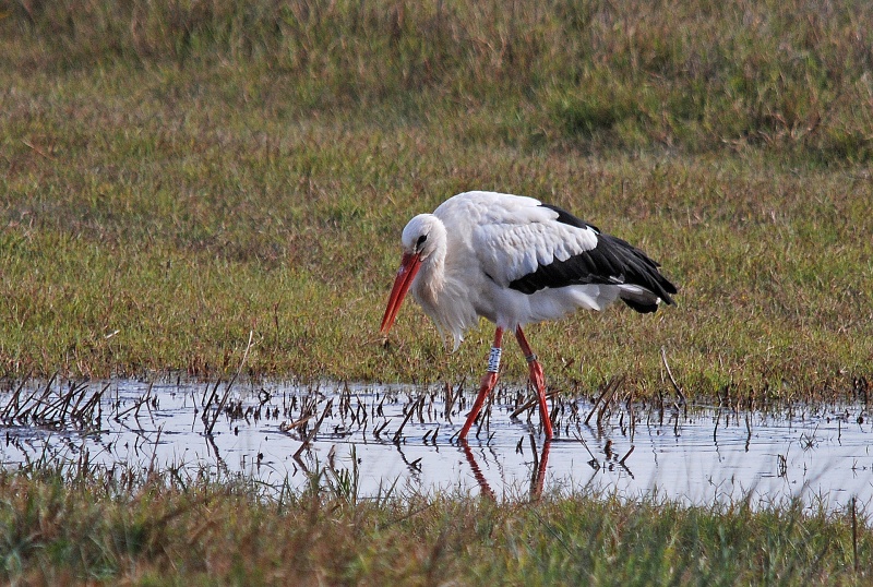 White Stork - Catalunya