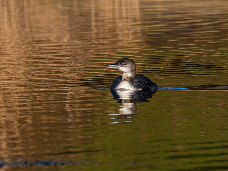 Great Northern Diver - Latest photos
