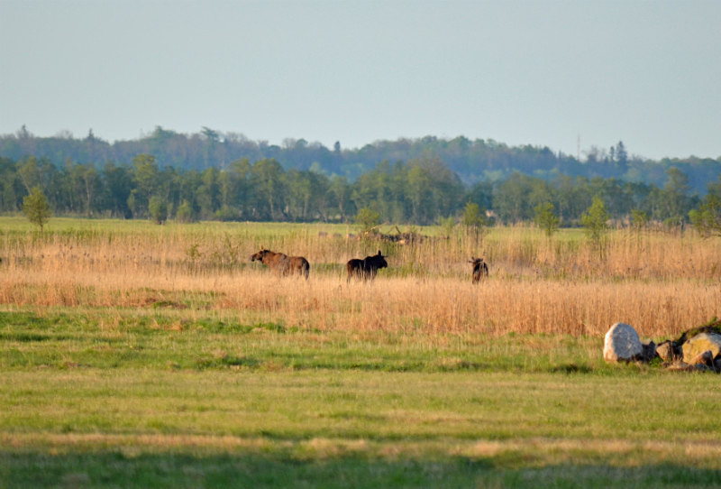 Elk (Moose) - Estonia