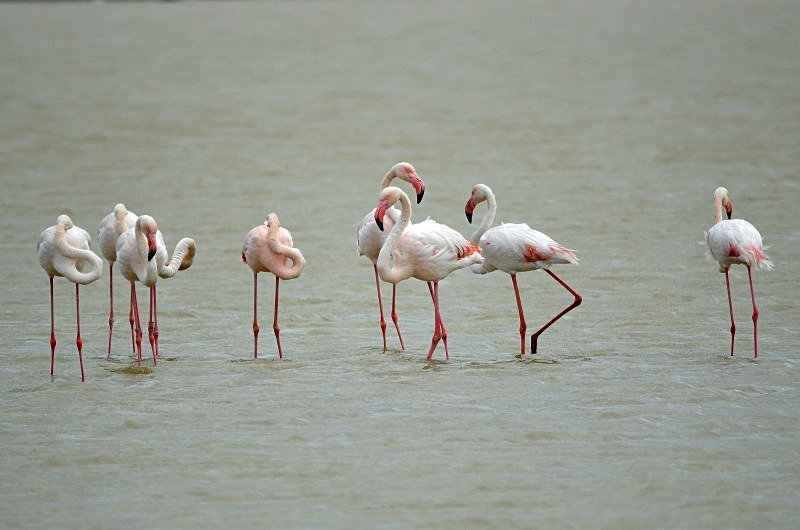 Greater Flamingos - South and west Spain - April and May 2012