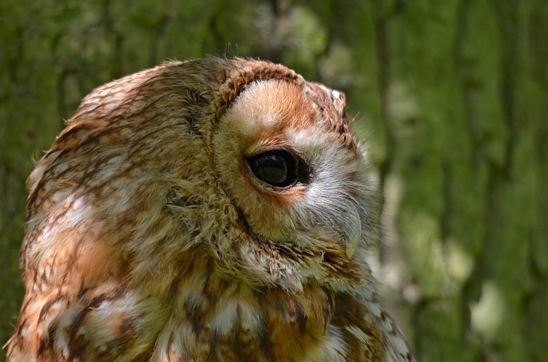 Tawny Owl - Tawny Owl