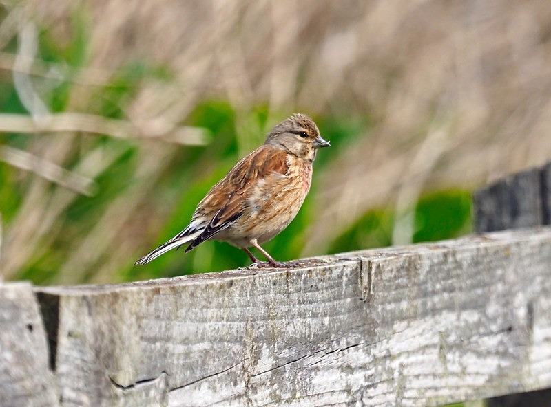 Linnet - Finches