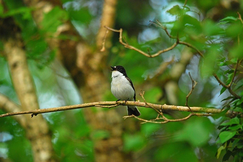 Pied Flycatcher - Flycatchers