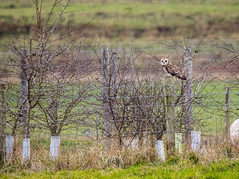 Short-eared Owl - Latest photos