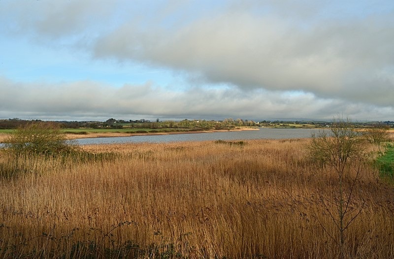 Wexford Wildfowl Nature Reserve, Co. Wexford, Ireland - Ireland - January and February 2020