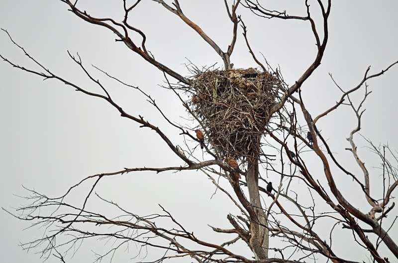 White Stork nest - South and west Spain - April and May 2012