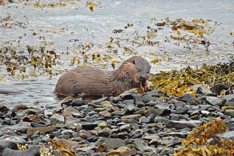 Otter - Otters