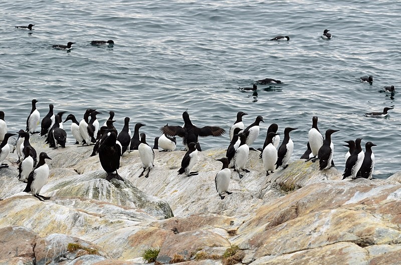 Common Guillemots - North Norway