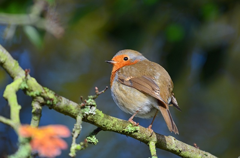 Robin - Robins