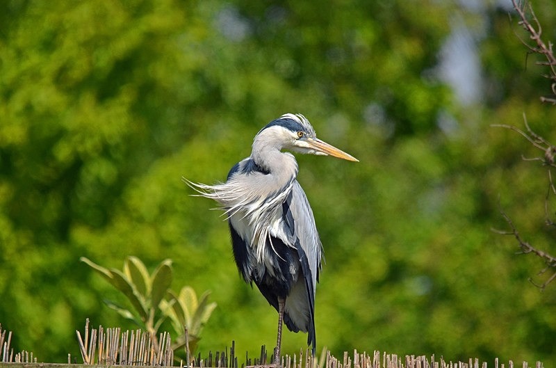Grey Heron - Herons and egrets
