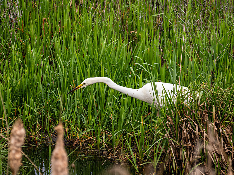 Great White Egret - Latest photos