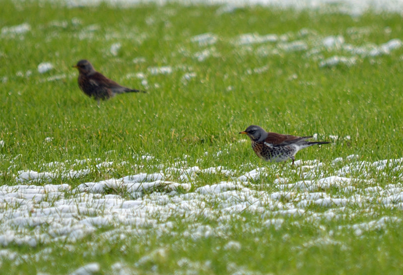 Fieldfare - Thrushes