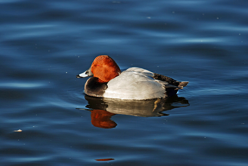 Common Pochard - Diving ducks