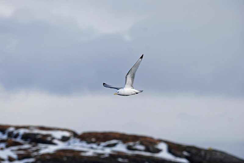 Kittiwake - Norway