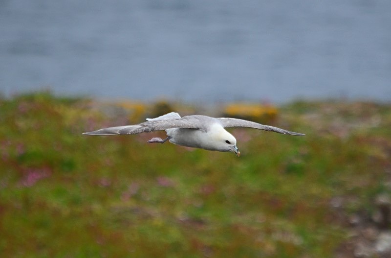 Fulmar - Fulmars