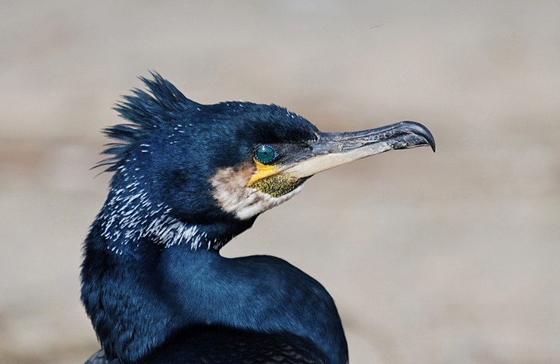Cormorant - Cormorants and Shags