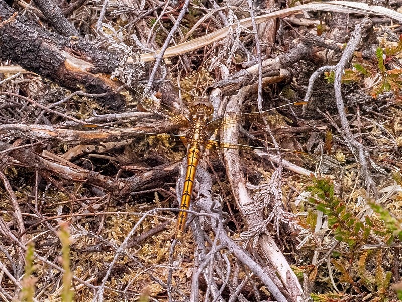 Keeled Skimmer - Dragonflies and damselflies