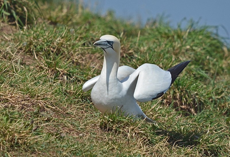 Gannet - Gannets