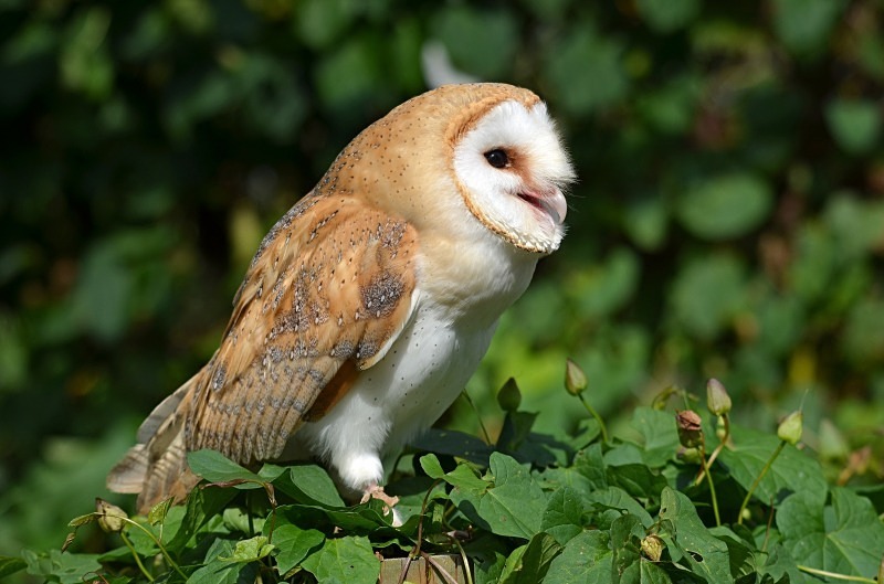 Barn Owl - Barn Owl