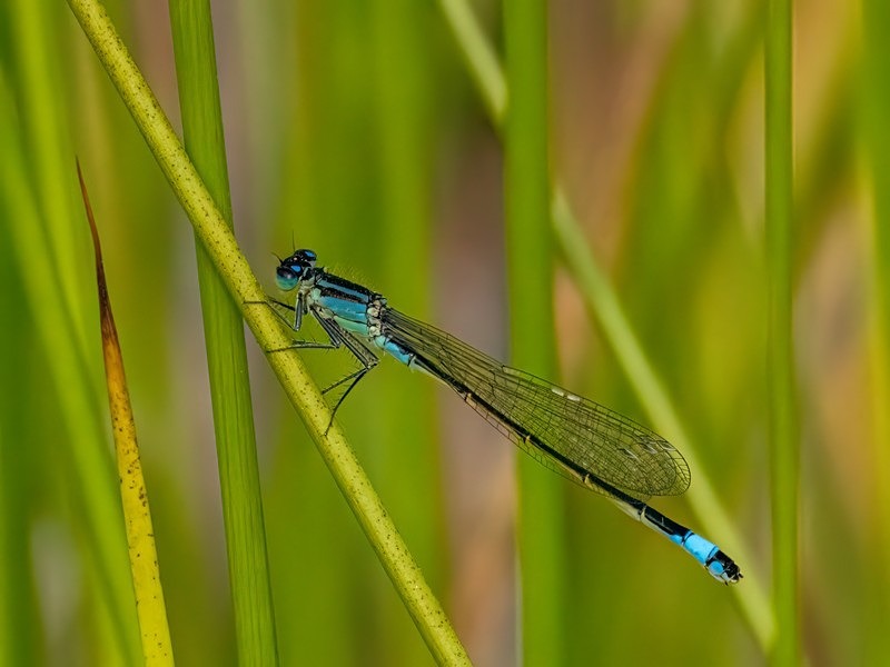 Blue-tailed Damselfly - Dragonflies and damselflies