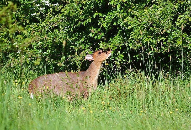 Reeve's Muntjac - Other deer