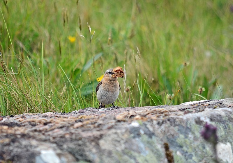 Northern Wheatear - Chats