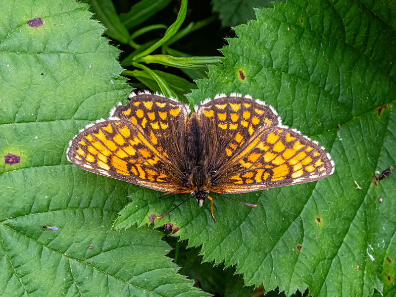 Heath Fritillary - Latest photos