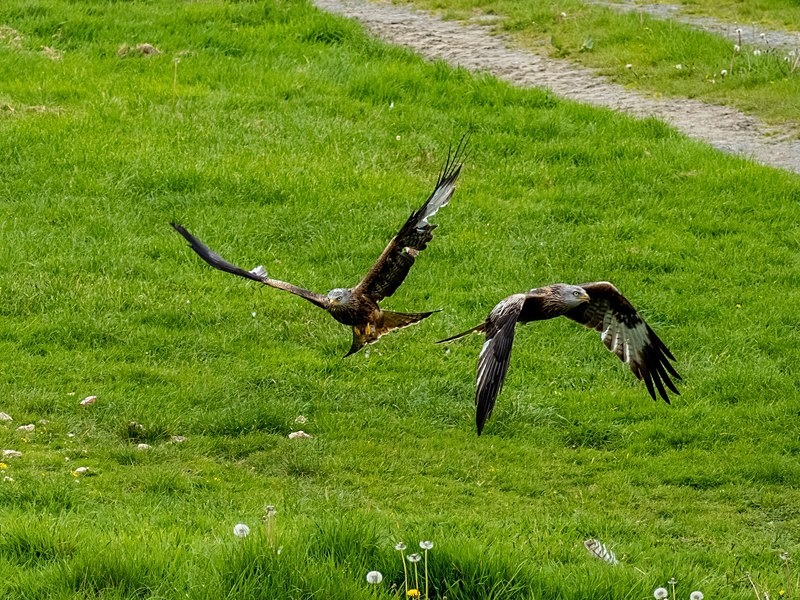 Red Kites - Birds of prey