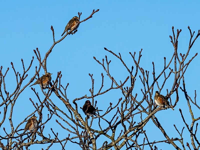 Redwings - Thrushes