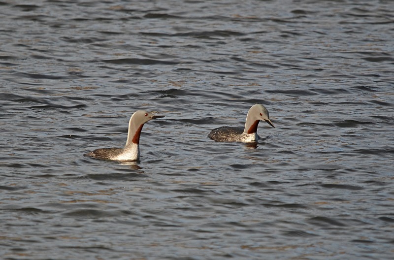 Red-throated Divers - Snæfellsnes peninsula