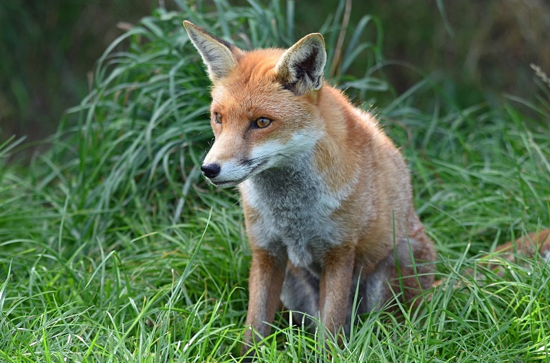 Red Fox - Red Fox