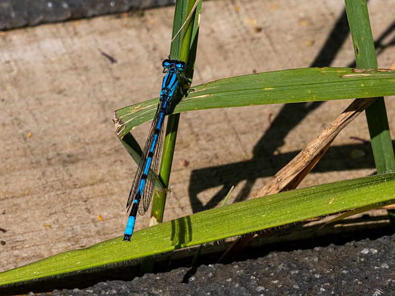 Common Blue Damselfly - Latest photos