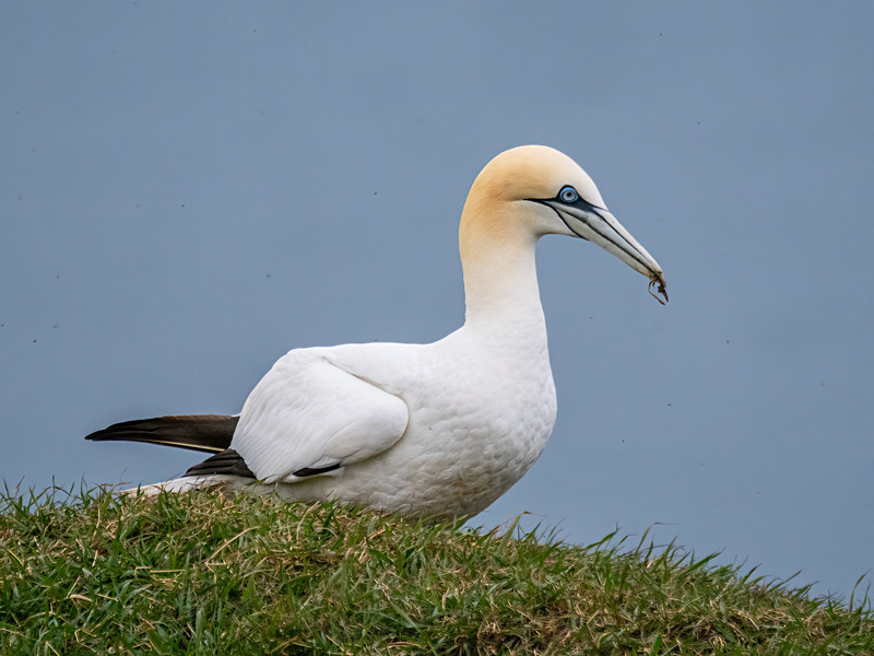 Gannet - Latest photos