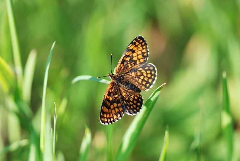 Heath Fritillary - Butterflies