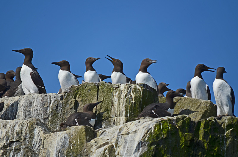 Common Guillemots - Auks