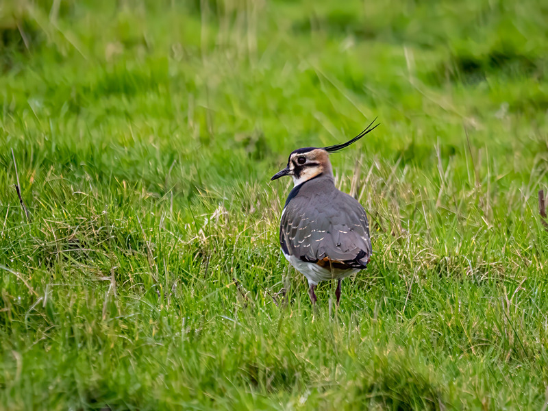 Lapwing - Latest photos
