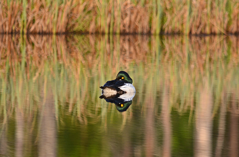 Goldeneye - North east Finland