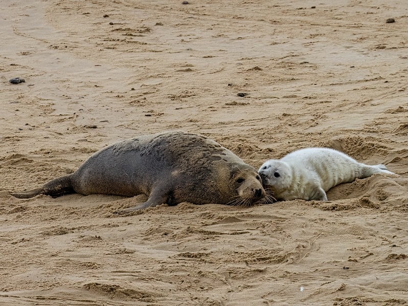 Atlantic Grey Seal - Atlantic Grey Seals