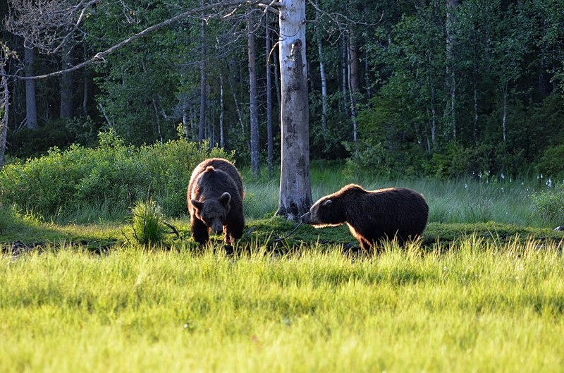 Brown Bears - North Finland - part 2