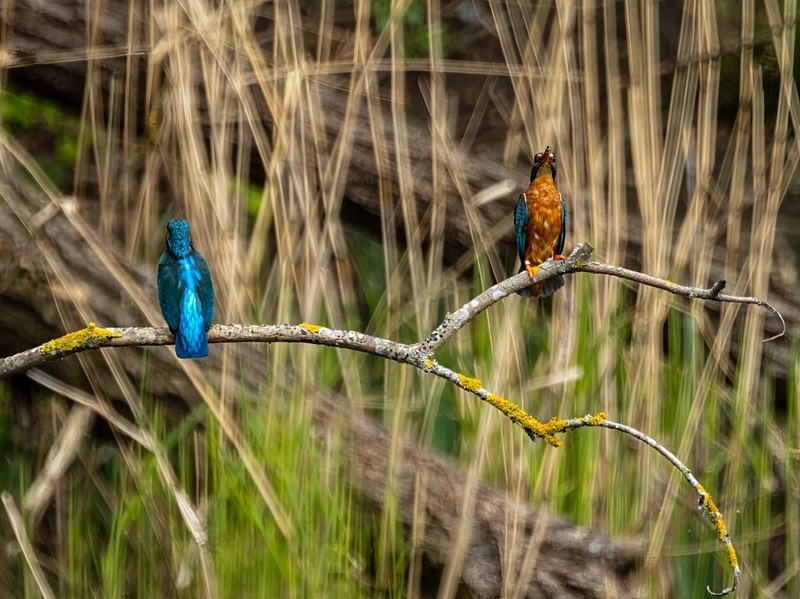 Kingfisher - Kingfishers