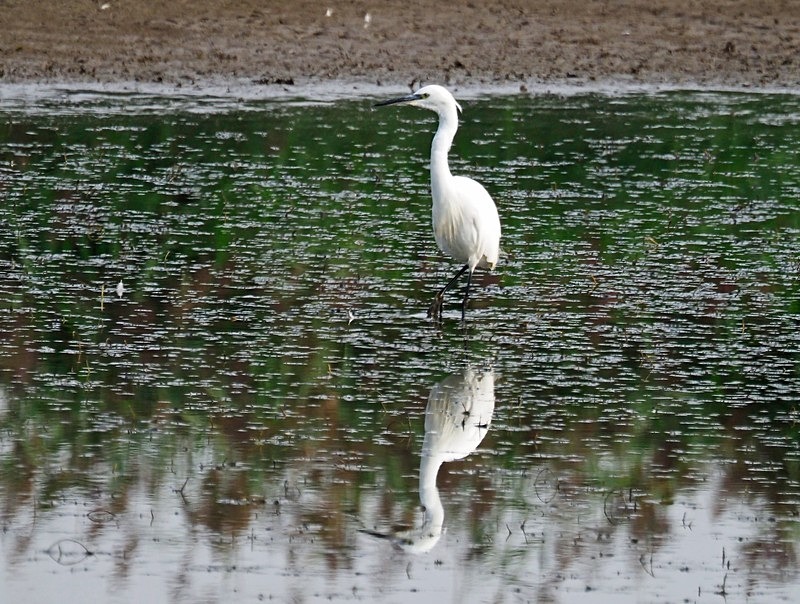 Little Egret - Herons and egrets