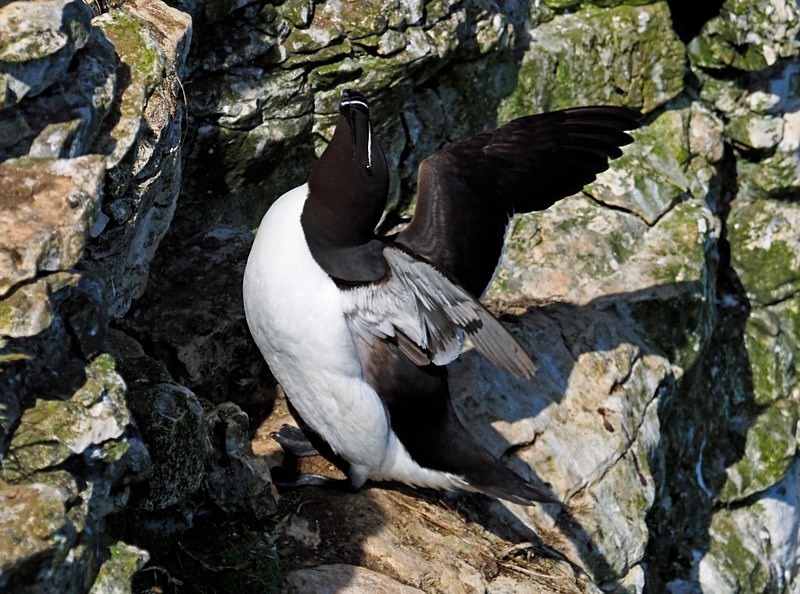Razorbill - Auks