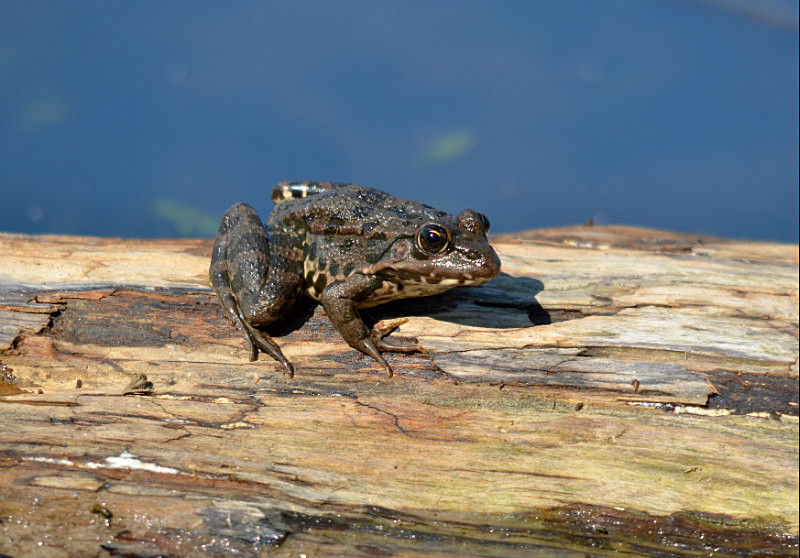 Marsh Frog - Central Macedonia