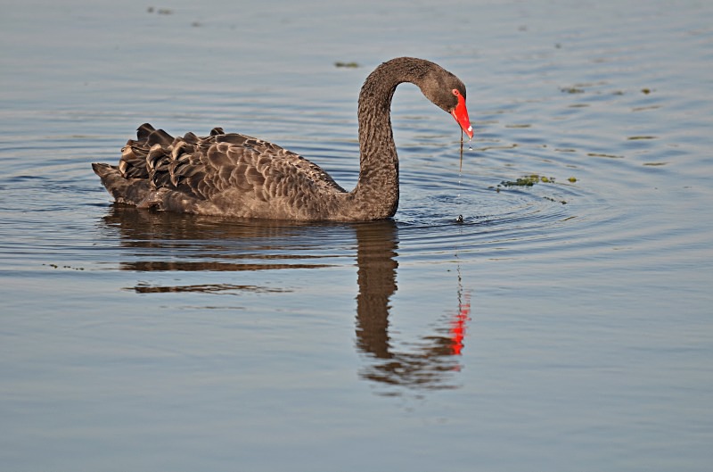 Black Swan - Black Swans