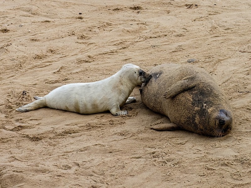 Atlantic Grey Seal - Atlantic Grey Seals