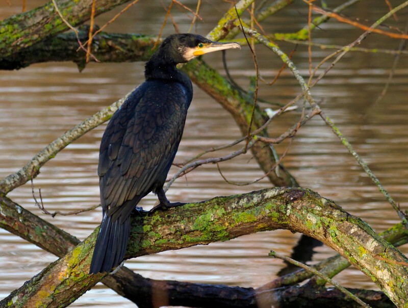 Cormorant - Cormorants and Shags