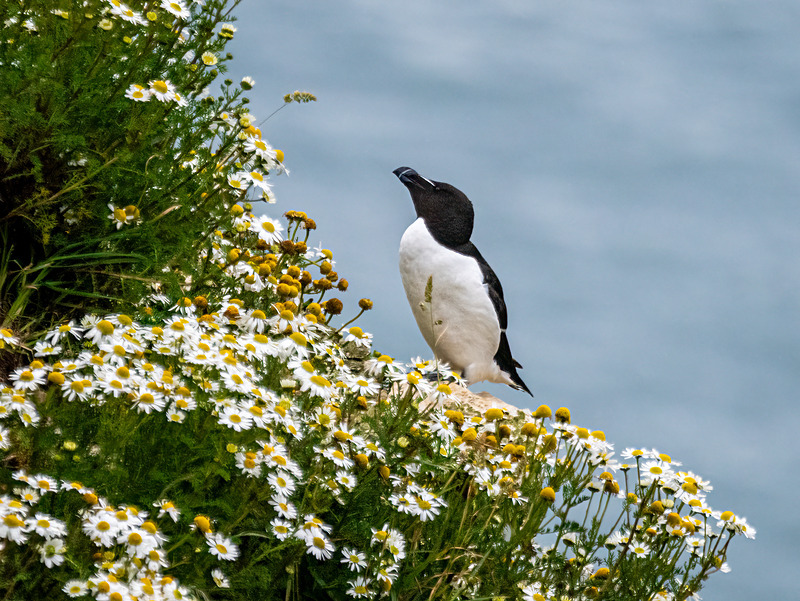 Razorbill - Latest photos