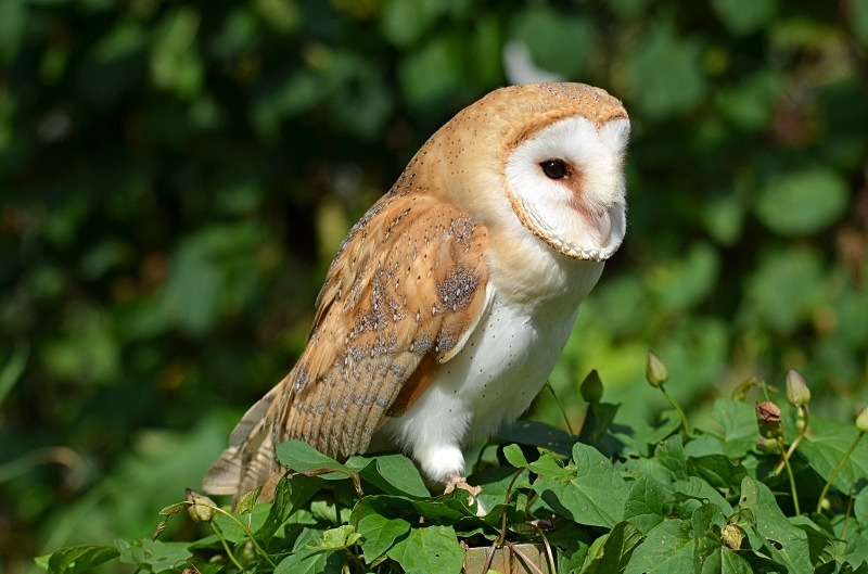 Barn Owl - Barn Owl